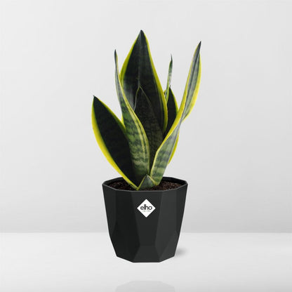 Sansevieria Futura Superba – Pflegeleichte Schwiegermutterzunge 14cm