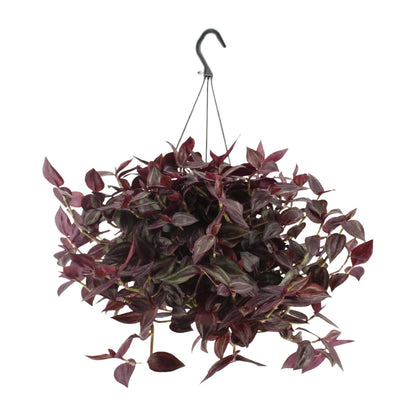 Tradescantia Jewel Red – Pflegeleichte Zimmerpflanze Ø17cm