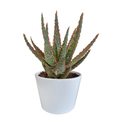 Aloe zebrina Dannyz 10,5 cm im weißen Topf