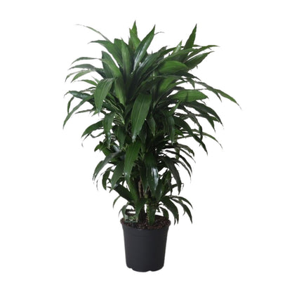 Dracaena Janet Craig – Pflegeleichter Drachenbaum Ø27cm, 120cm hoch