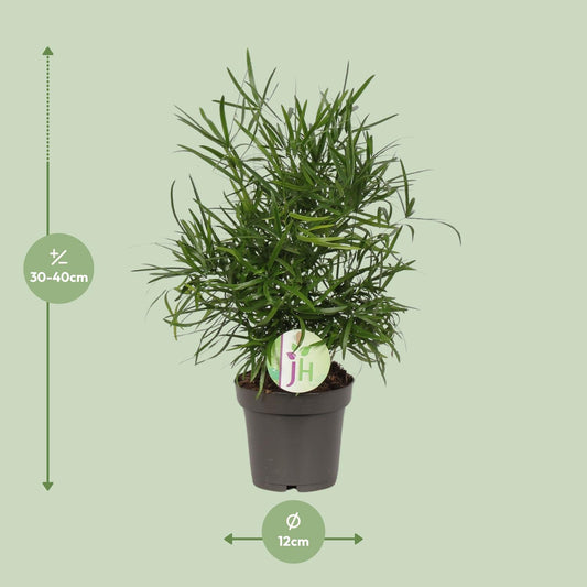 Asparagus Falcatus – pflegeleichte Zimmerpflanze Ø12cm
