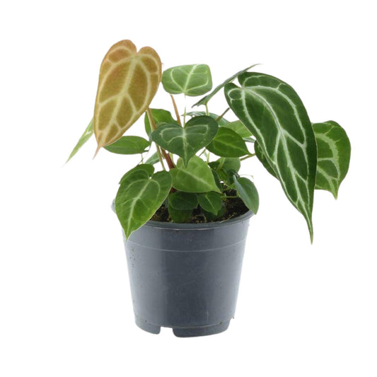 Anthurium Crystallinum – Elegante, pflegeleichte Zimmerpflanze Ø12cm