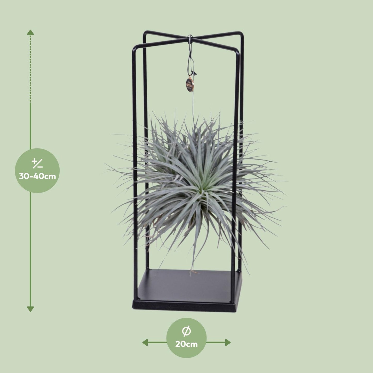 Tillandsia Mix – Pflegeleichte Luftpflanze Ø 20 cm