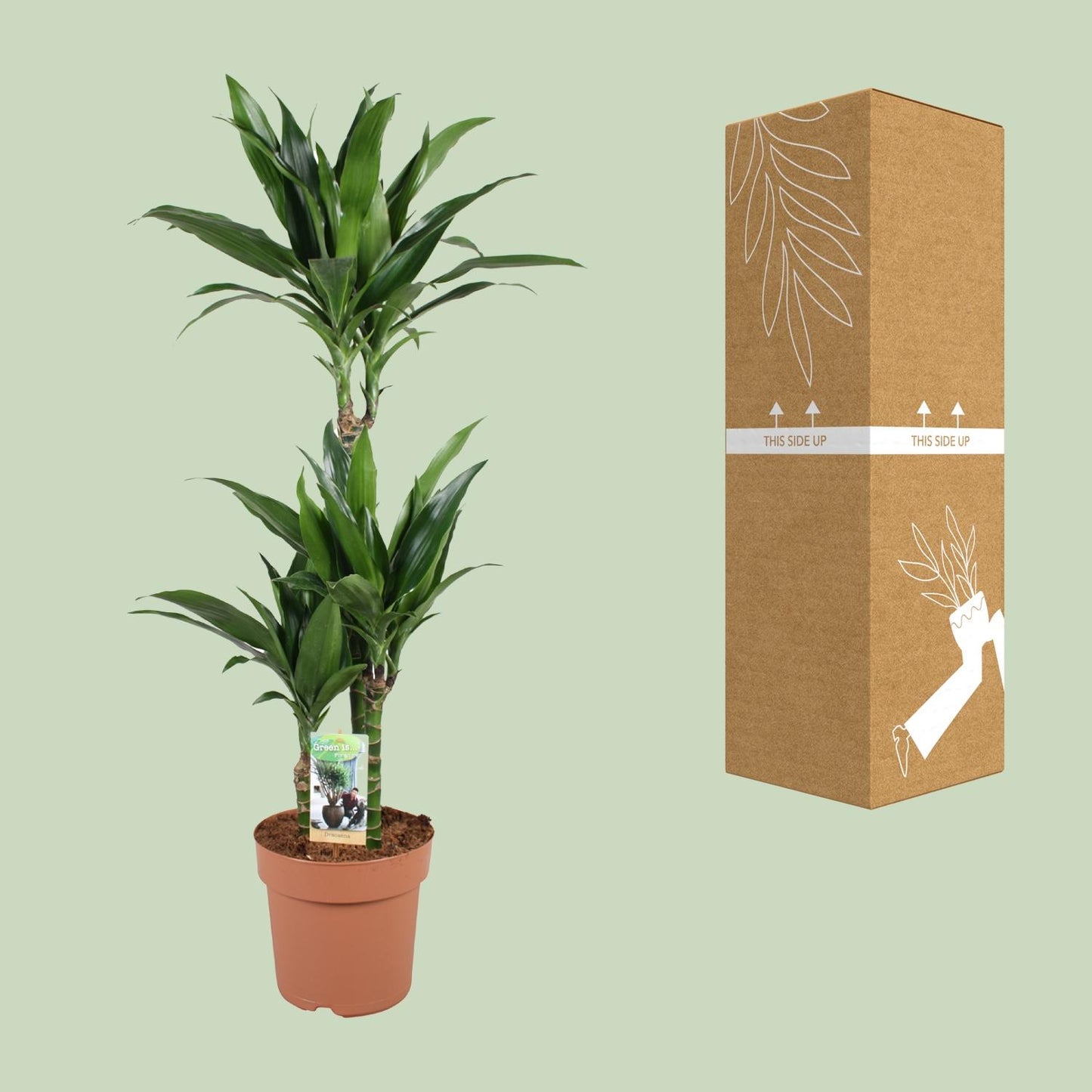 Drachenbaum Janet Craig – Pflegeleichte Zimmerpflanze 100 cm