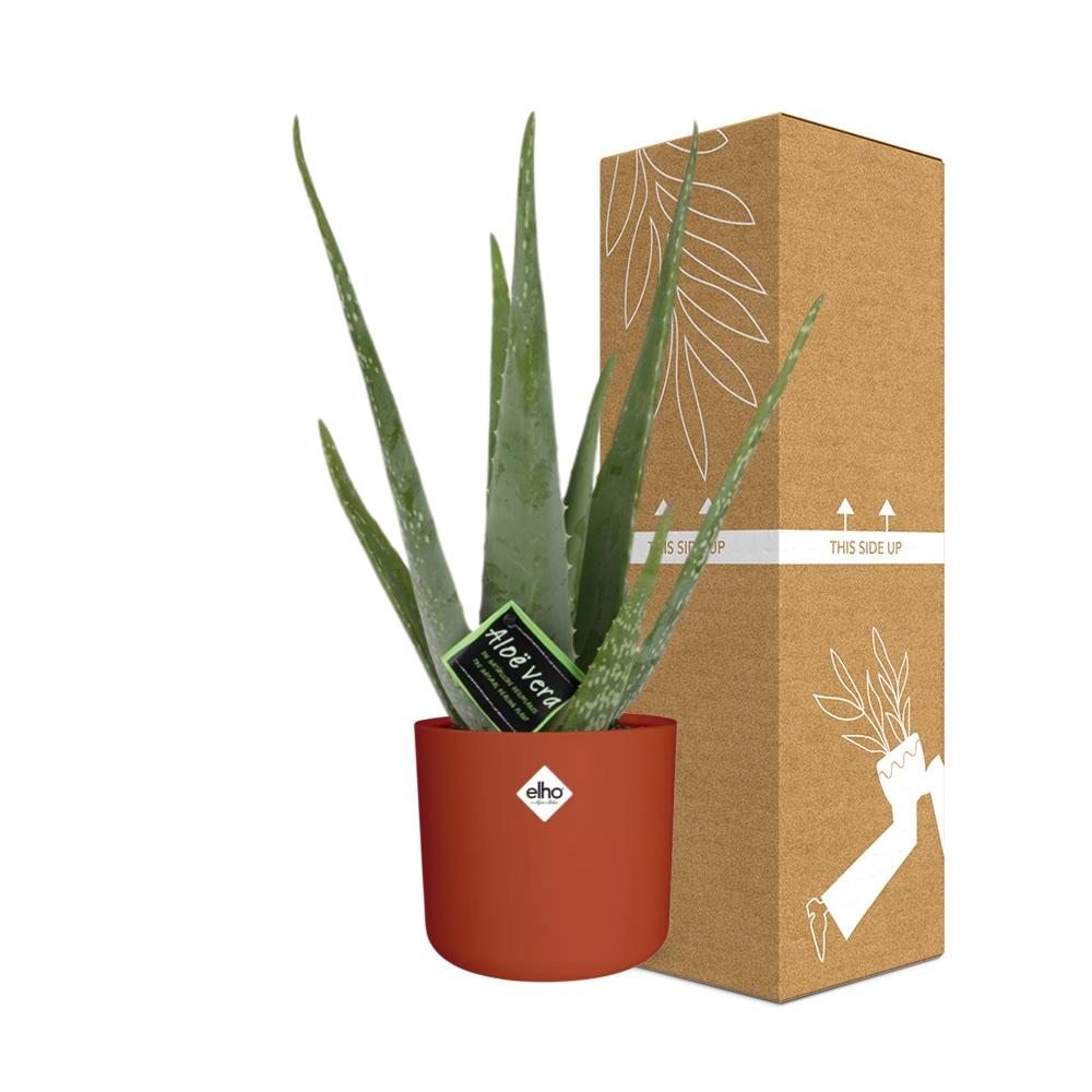Aloe Vera 12cm im ELHO b.for soft rond 14cm Brique