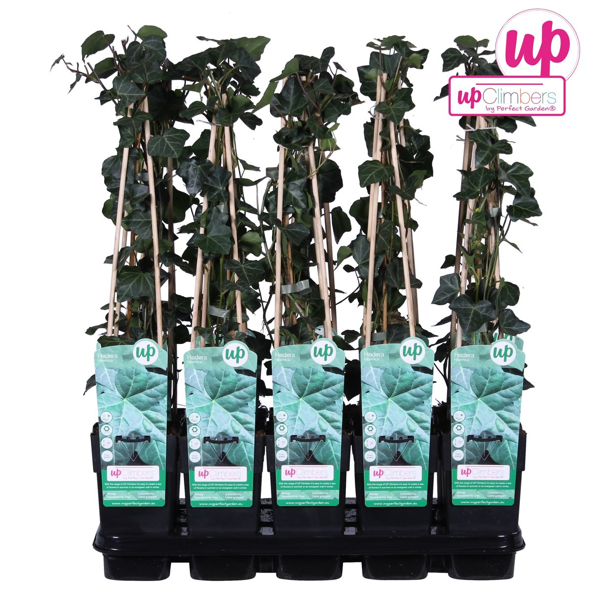 Hedera hibernica – Pflegeleichter Irischer Efeu Ø15cm, 65cm hoch