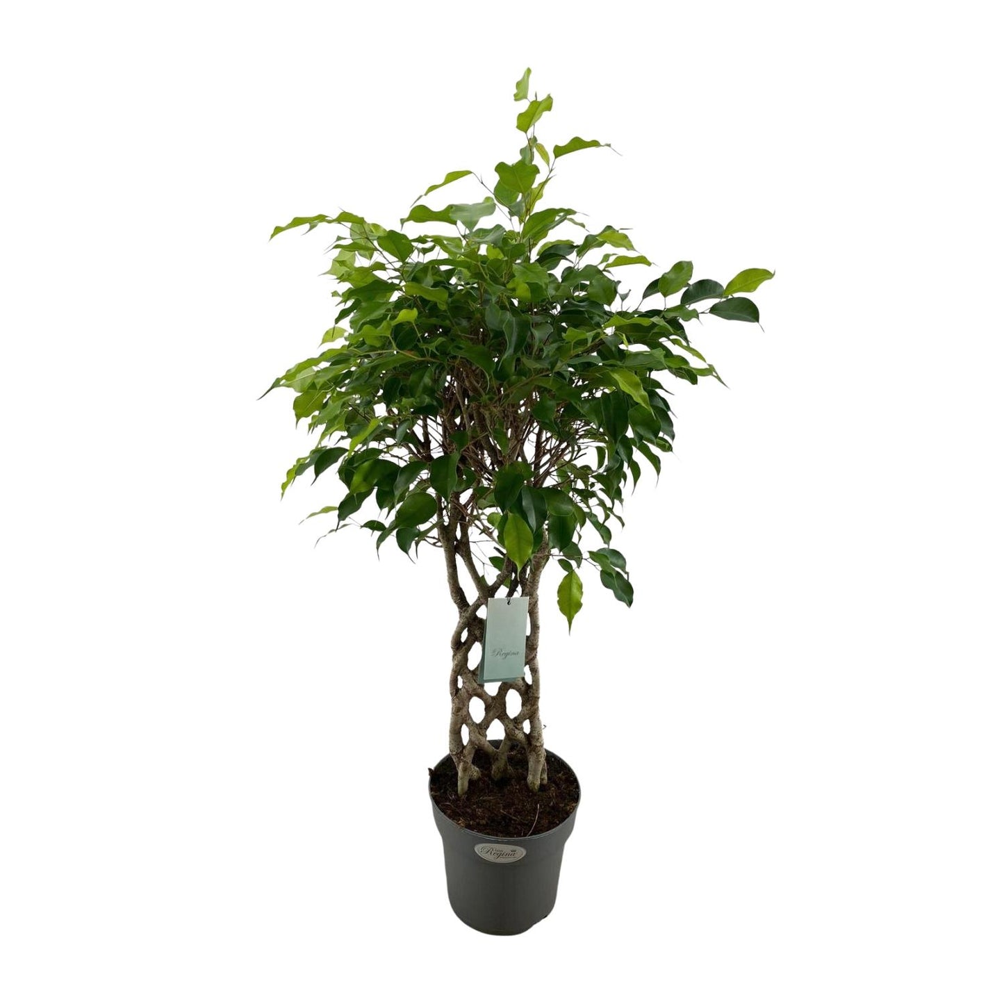 Ficus Benjamina Exotica matt – pflegeleichte Zimmerpflanze Ø24cm