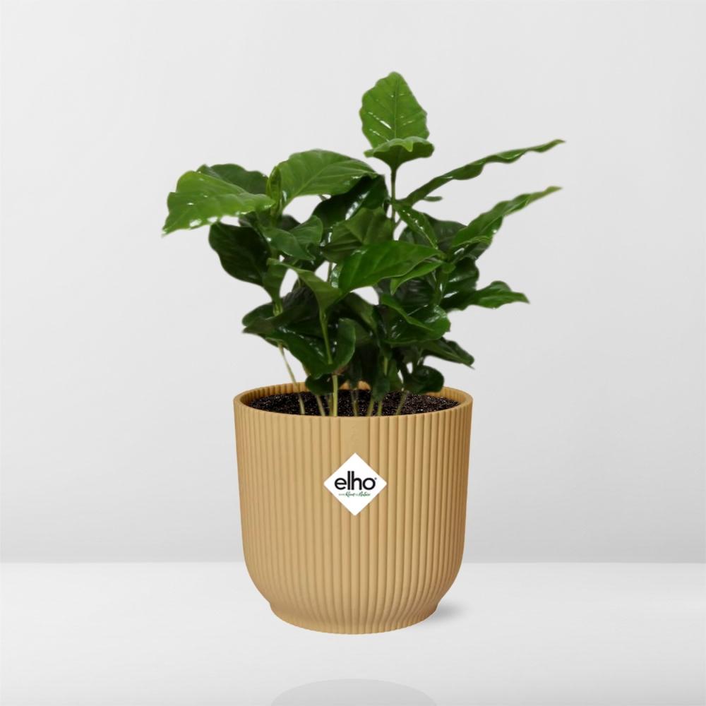 Coffea Arabica Zimmerpflanze im ELHO Vibes Fold Topf Gelb 14cm