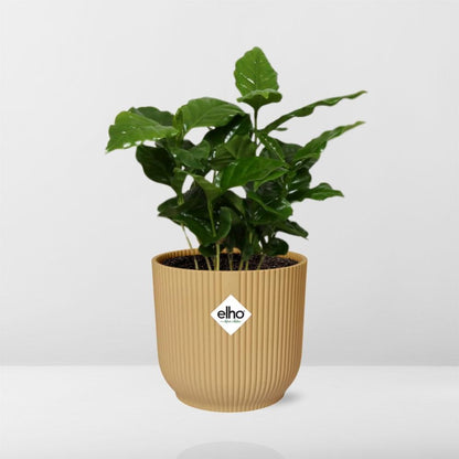 Coffea Arabica Zimmerpflanze im ELHO Vibes Fold Topf Gelb 14cm