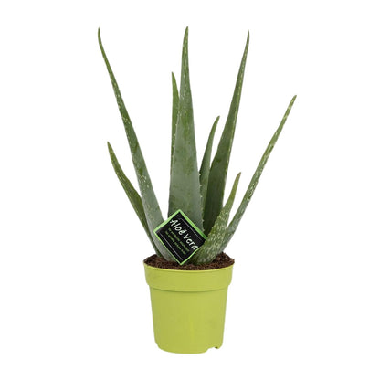 Aloe Vera - Pflegeleichte Zimmerpflanze Ø12cm, 45cm hoch