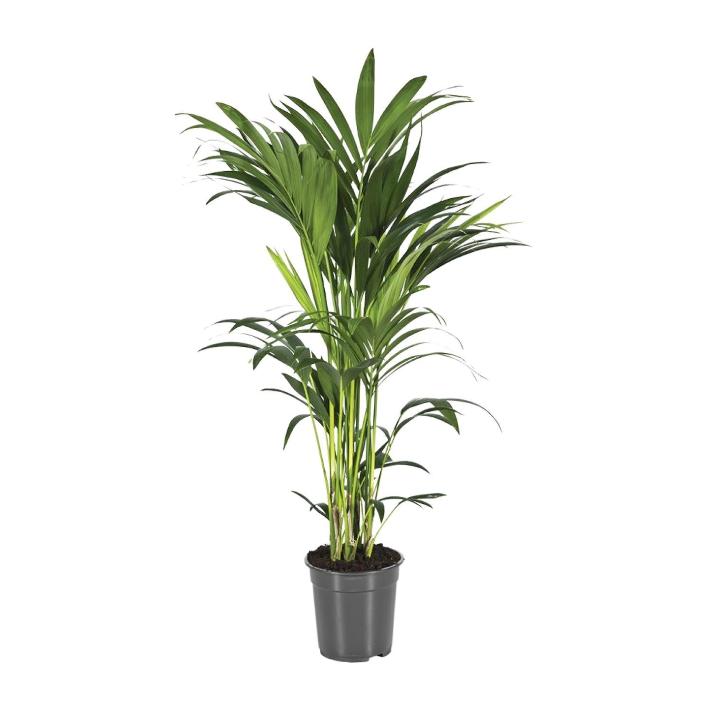 Howea Forsteriana (Kentia-Palme) Ø21cm, bis 110cm hoch