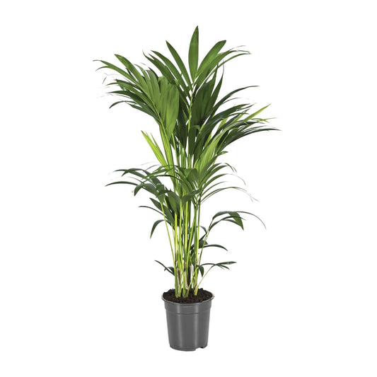 Howea Forsteriana (Kentia-Palme) Ø21cm, bis 110cm hoch