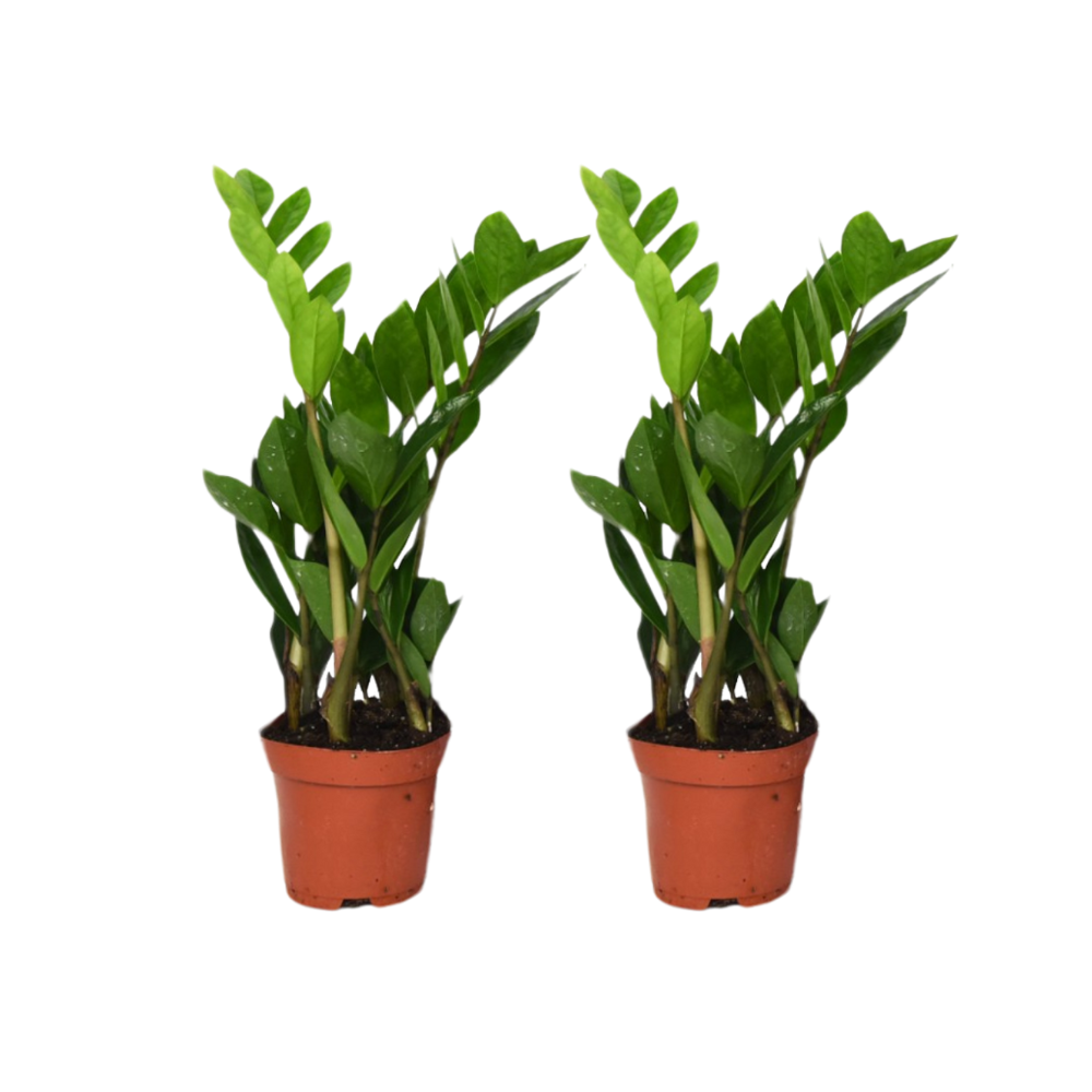 Zamioculcas Zamiifolia 2er-Set – Pflegeleichte Glücksfeder
