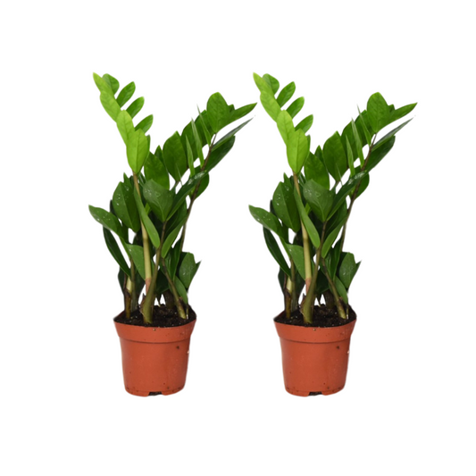 Zamioculcas Zamiifolia 2er-Set – Pflegeleichte Glücksfeder