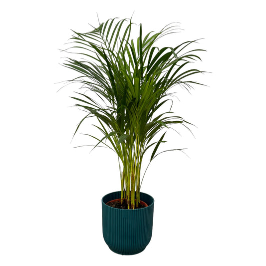 Areca-Palme 85 cm mit modernem blauen elho Topf Ø19 cm