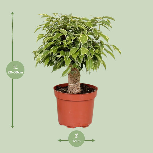 Ficus Benjamina Kinky – Pflegeleichte Zimmerpflanze Ø12cm