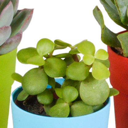 Vetplanten-Mischung 5er Set in farbigem Kunststofftopf