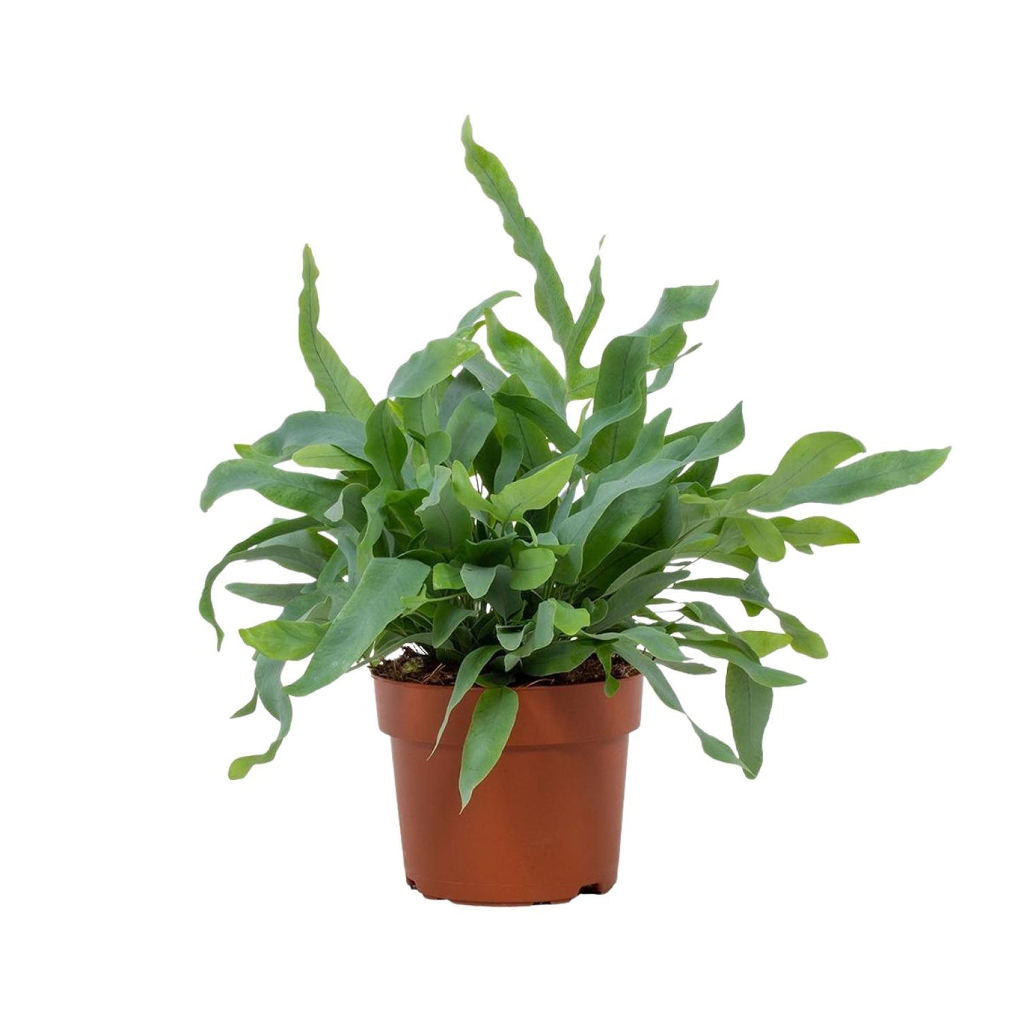 Phlebodium Blue Star – Trendige, pflegeleichte Zimmerpflanze