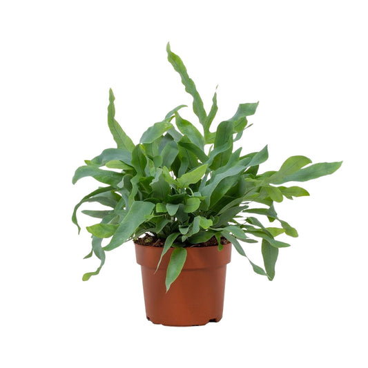 Phlebodium Blue Star – Trendige, pflegeleichte Zimmerpflanze