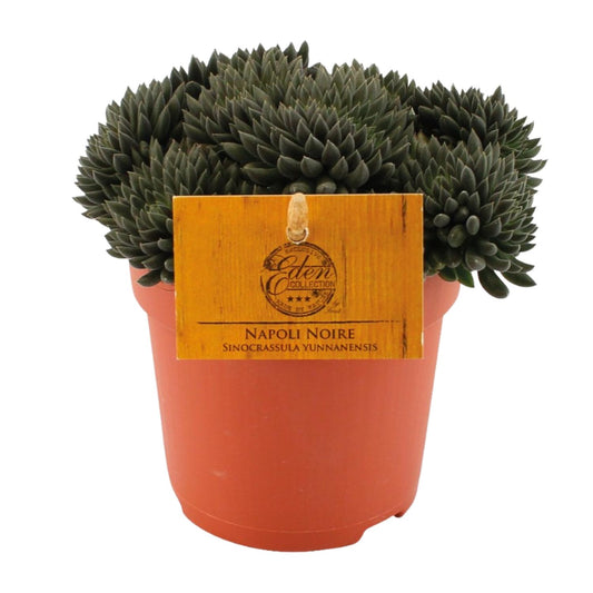 Sinocrassula Yunnanensis – Pflegeleichte Sukkulente Ø10,5 cm