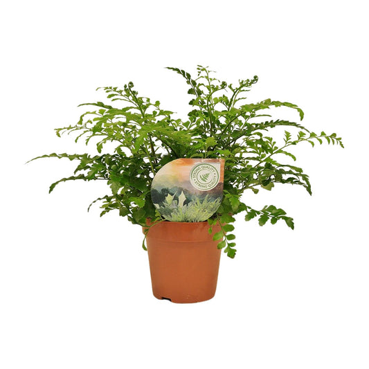 Asplenium Parvati – Pflegeleichter Rippenfarn Ø12cm
