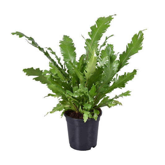 Asplenium Nidus – Nestfarn Ø17cm, ca. 45cm hoch