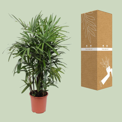 Steckenpalme (Rhapis excelsa) – 120 cm, pflegeleicht & luftreinigend