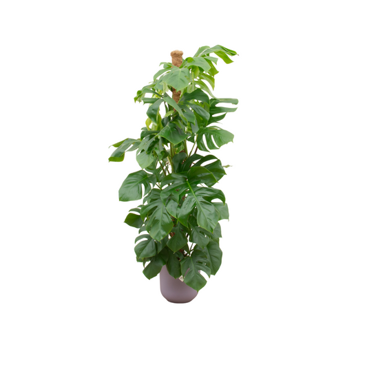 Monstera Pertusum XL mit Elho Jazz Round lila Ø26 – 150 cm