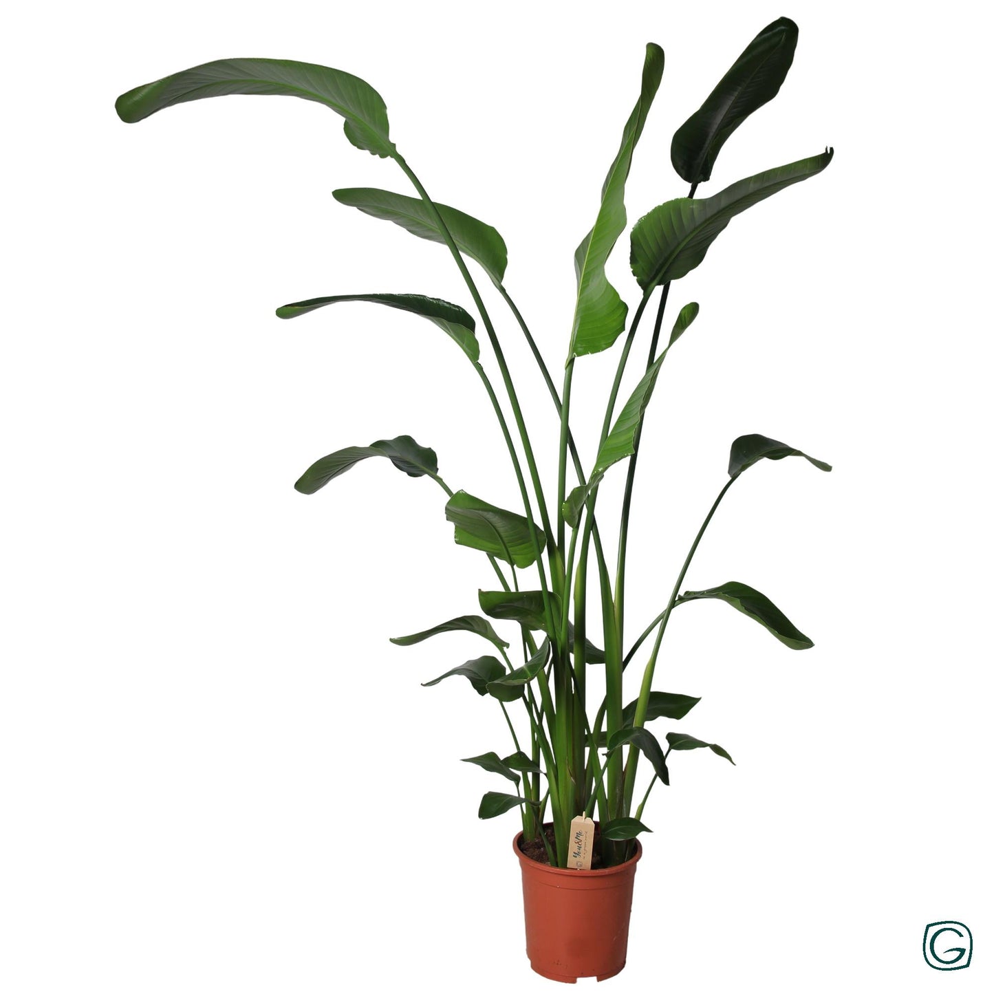Strelitzia – Exotische Zimmerpflanze Ø27cm, 160cm hoch