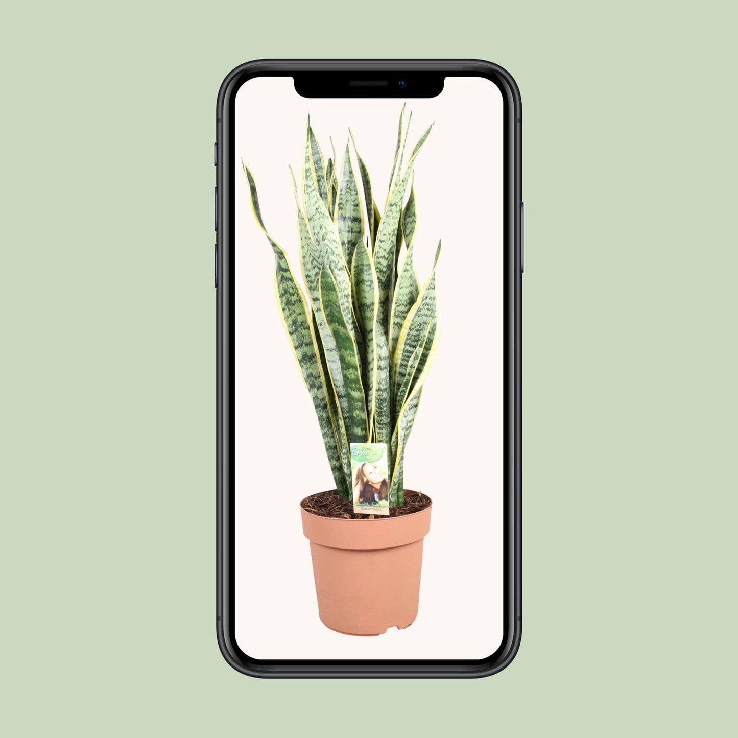 Sansevieria trifasciata Laurentii – Schwiegermutterzunge Ø24cm