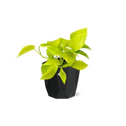 Epipremnum Pinnatum ‘Golden Pothos’ – pflegeleichte Zimmerpflanze