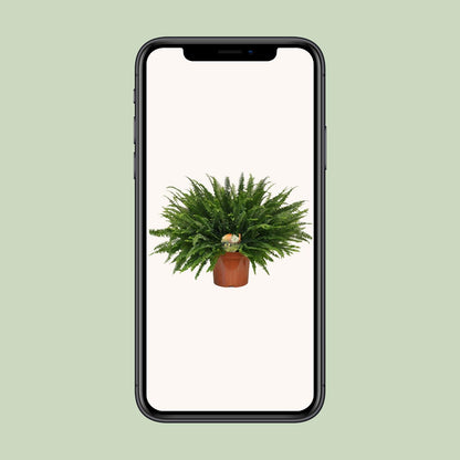 Bostonfarn Green Lady – Pflegeleichte Zimmerpflanze Ø26cm
