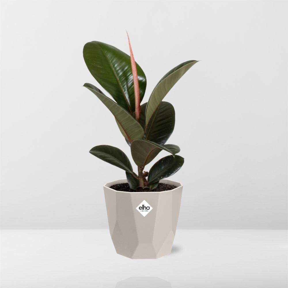 Ficus Elastica ‚Robusta‘ – Pflegeleichte Zimmerpflanze 14 cm