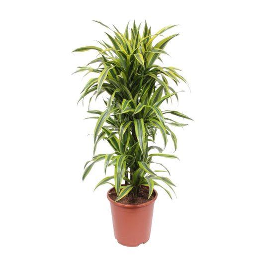 Dracaena Lemon Lime – Pflegeleichte Zimmerpflanze Ø27cm
