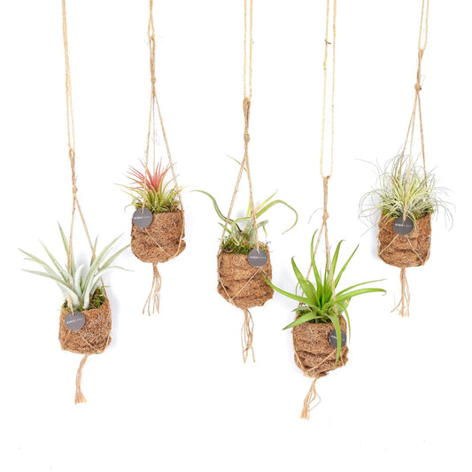 Kokodama Birdnest Tillandsia Mix – 8 handgefertigte Luftpflanzen