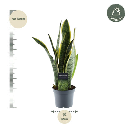 Sansevieria Laurentii – Pflegeleichter Bogenhanf 45 cm