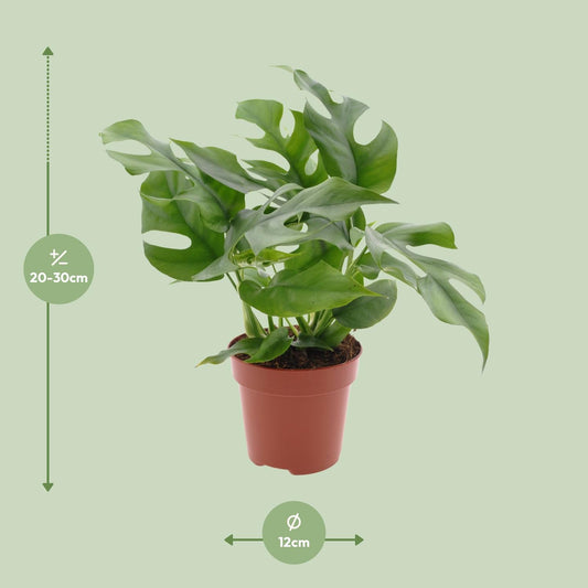 Monstera Minima Ø12cm – Pflegeleichte Zimmerpflanze