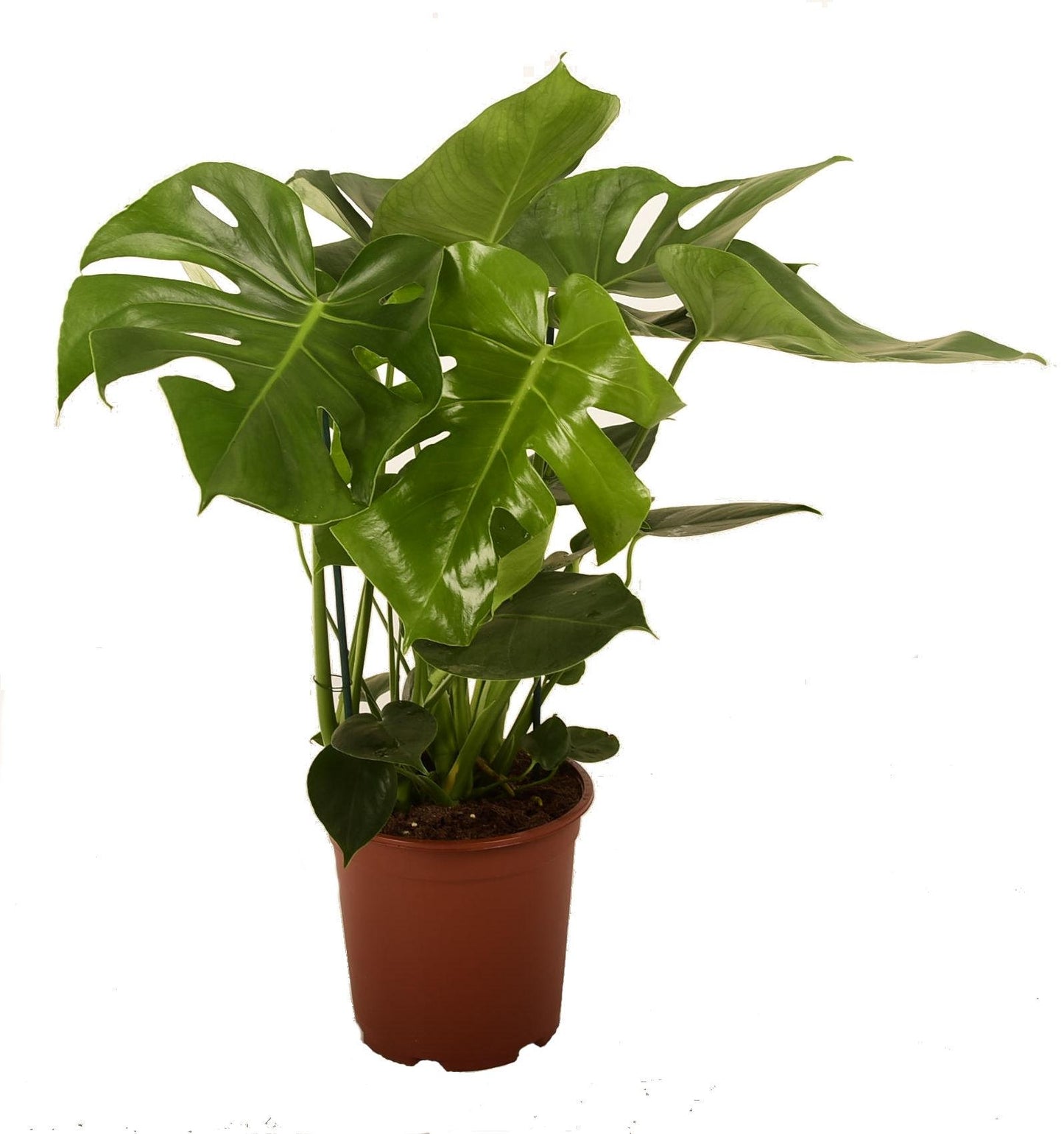 Fensterblatt (Philodendron monstera) – Ø21cm, 90cm hoch