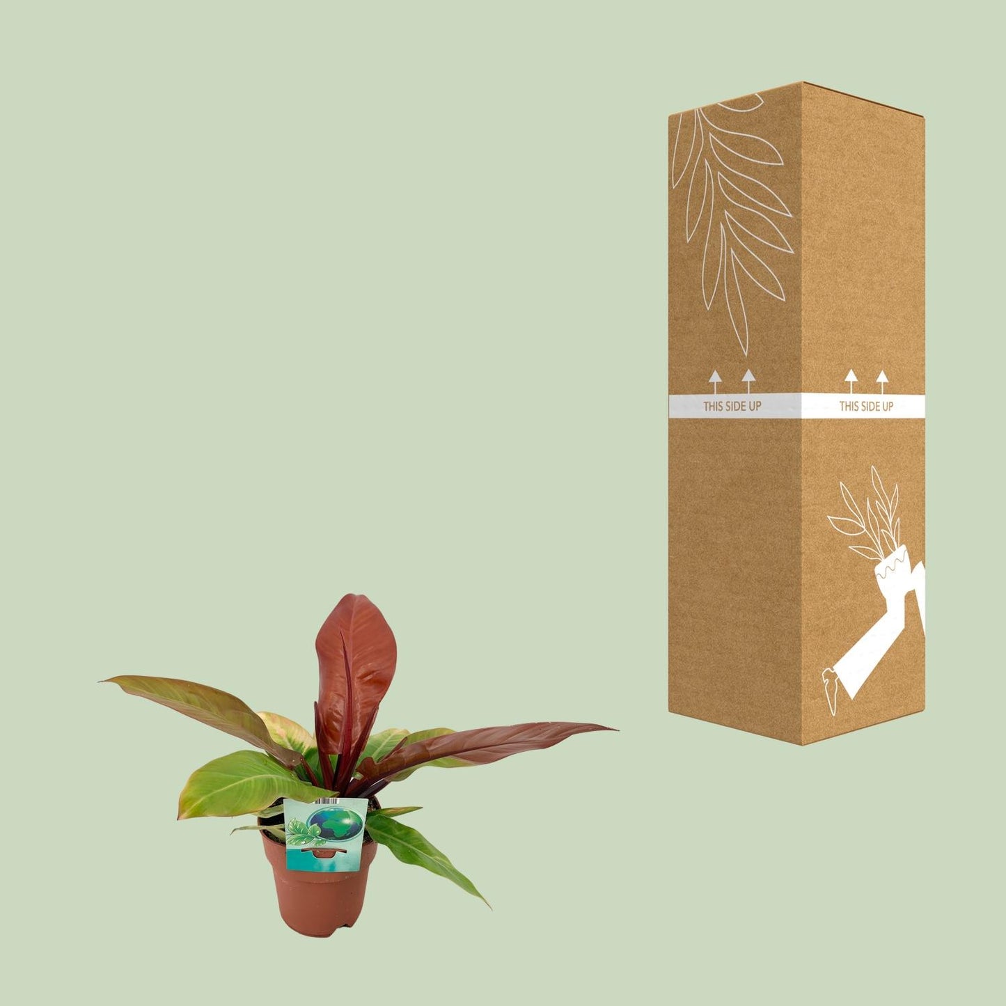 Philodendron 'Prince of Orange' – 45 cm pflegeleichte Zimmerpflanze