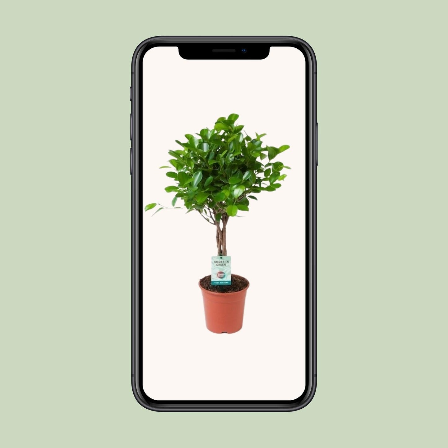 Ficus Microcarpa Moclame – Pflegeleichter Zimmerbaum Ø17cm