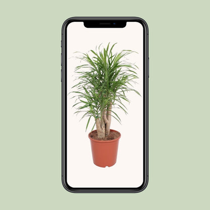 Dracaena Anita – Pflegeleichte exotische Zimmerpflanze Ø21cm