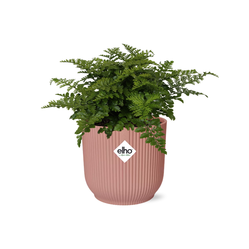 Asplenium Parvati Farn in ELHO Vibes Fold 14cm rosa