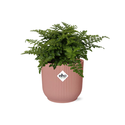 Asplenium Parvati Farn in ELHO Vibes Fold 14cm rosa