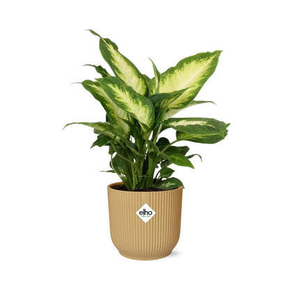 Dieffenbachia ‘Camilla’ im ELHO Vibes Fold 14cm Gelb