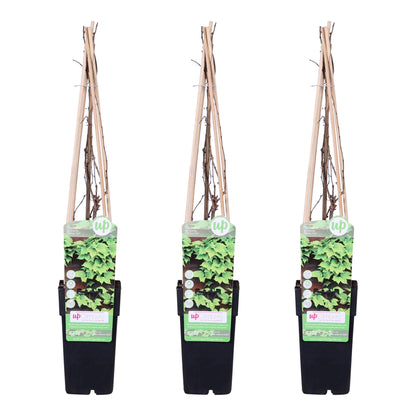 3x Parthenocissus tricuspidata 'Veitch Boskoop' – Pflegeleichte Kletterpflanze Ø15 cm