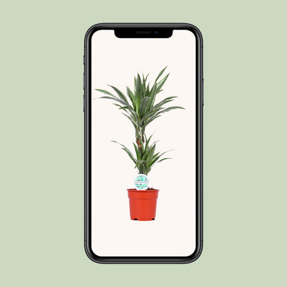 Dracaena Warneckei – Pflegeleichter Drachenbaum Ø17cm, 65cm hoch