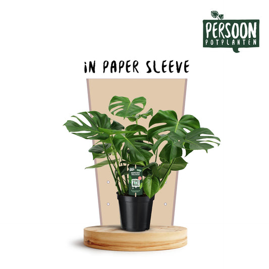 Monstera Deliciosa – Trendige, pflegeleichte Zimmerpflanze Ø21cm
