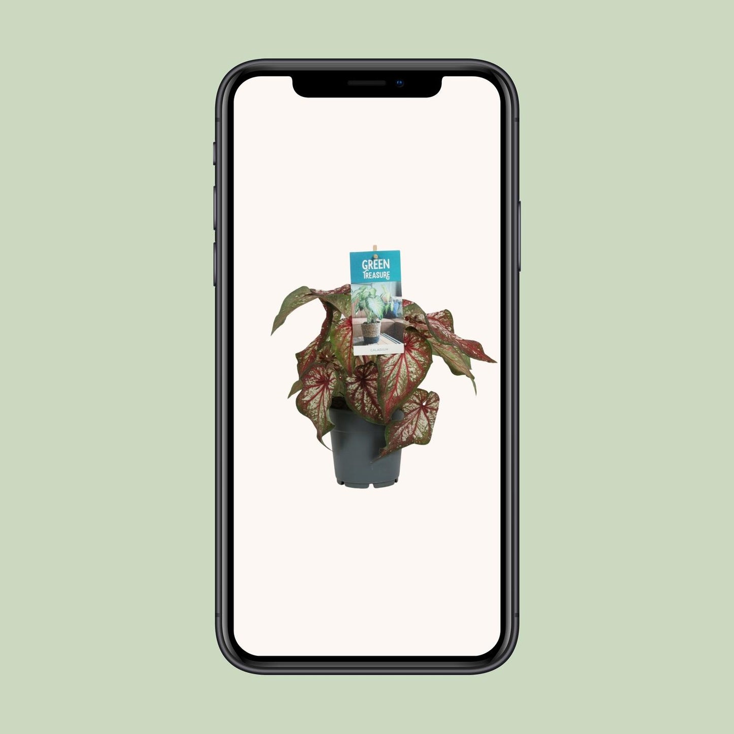 Caladium Bicolor – Pflegeleichte Zimmerpflanze Ø12cm