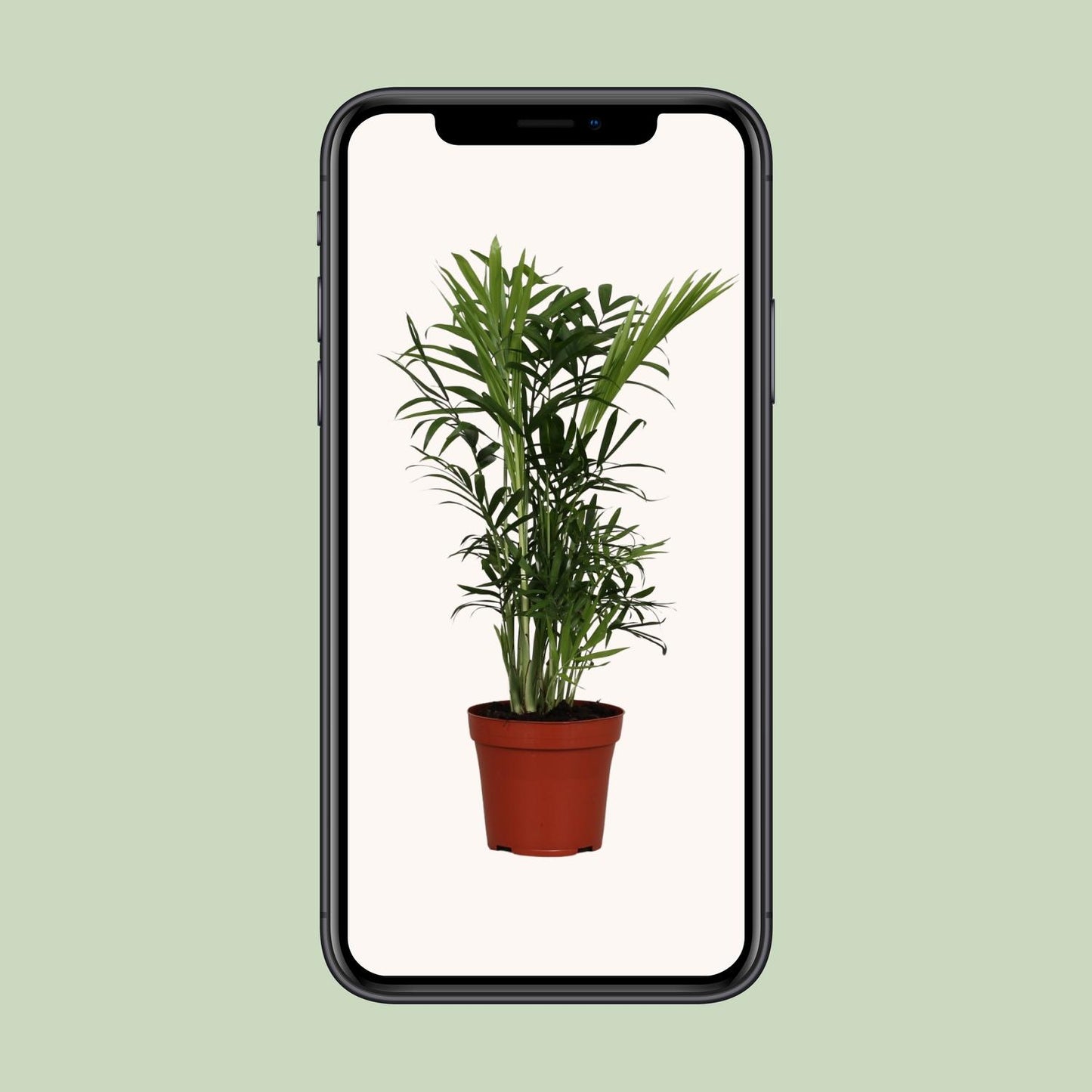 Zwergpalme Chamaedorea Elegans – 40 cm pflegeleicht