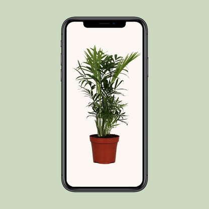 Zwergpalme Chamaedorea Elegans – 40 cm pflegeleicht